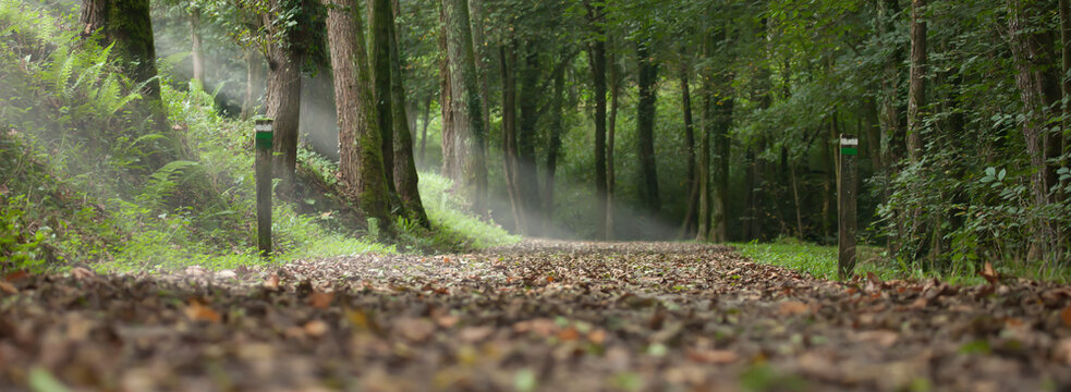 path in a forest in autumn and rays of light through the trees. landscape of the Basque country in the town of Aia