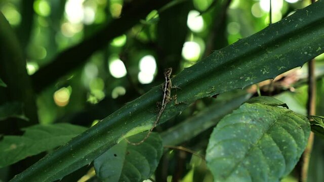 Anolis polylepis many-scaled anole brown and white speckled lizard with an orange-yellow dewlap Costa Rica