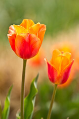 Tulpen 