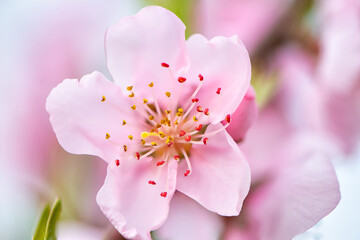 Obraz premium Fruit blossoms in spring