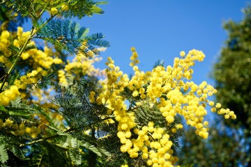 yellow mimosa flowers or Acacia dealbata in bloom on blue sky background