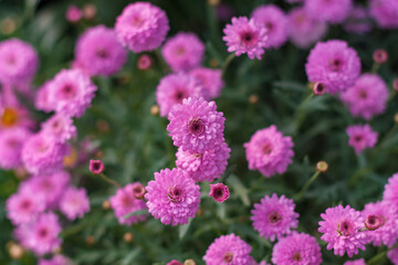 Asteraceae Chrysanthemum flowers wood outdoor blooming pink，Argyranthrmum frutescens