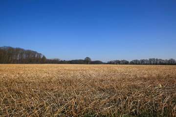 Fototapeta premium Panaoramic view on harvested crop field in winter, blurred bare trees background against deep blue cloudless sky - Germany, lower rhine area