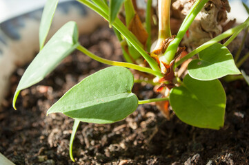 Young green leaves of a houseplant. The sun's rays illuminate the green leaves.