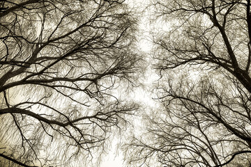 Tree branches rainy day
