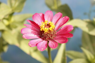 Obraz premium Close up of a Flower