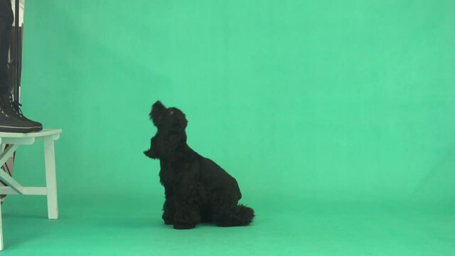 cocker spaniel jumping on green screen