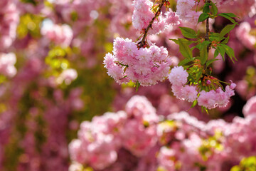 pink cherry blossom closeup. beautiful nature background in spring on a sunny day in park