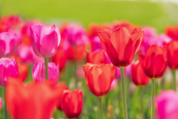 Obraz premium Tulpen 