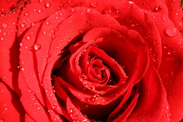 Macro closeup of isolated petals of red rose flower with water drops