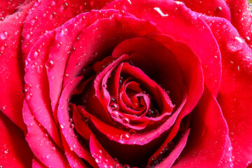 Macro closeup of isolated petals of red rose flower with water drops