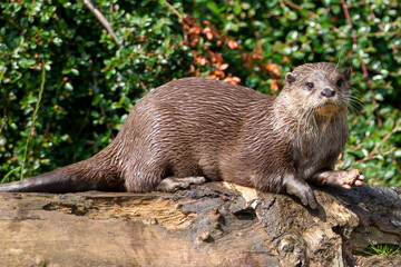 Asian small-clawed otter carrying an object in his paw