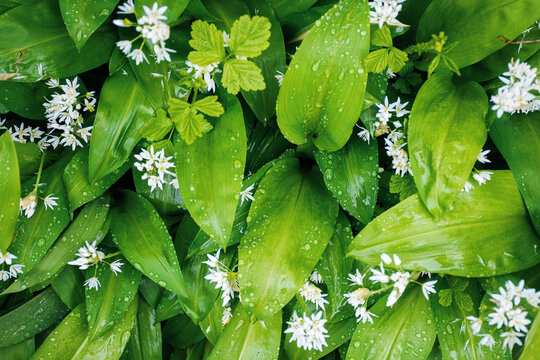 wild garlic blossom in dew drops. green nature background view from the top. leaves of wood garlic plant are used as salad, herb, in soup or for pesto sauce. in korea known as mountain garlic