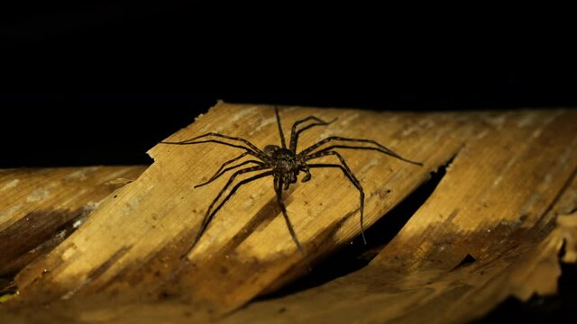 Water spider on a leaf Costa Rica nocturnal life night time Osa peninsula 