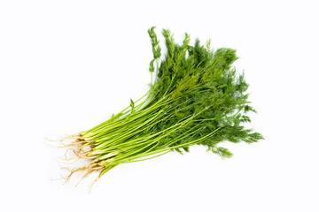 Fresh green dill on white.