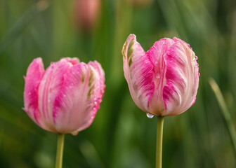 Fototapeta premium Tulpen 