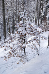 Winter landscape between Azuga and Valea Grecului. Road marked with a yellow triangle. Romania.
