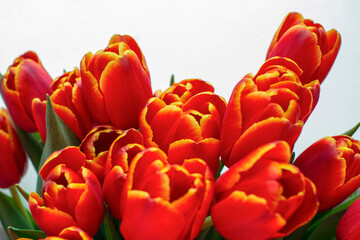 Red tulips on a white background. Blur.