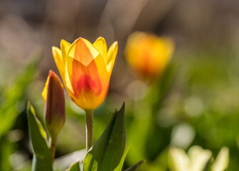 Tulpen 