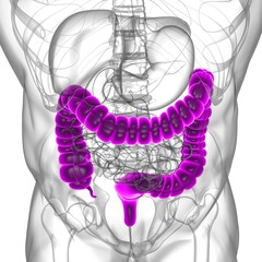 Large Intestine 3D Illustration Human Digestive System Anatomy