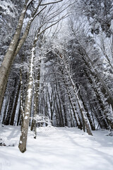 Fototapeta premium Winter landscape between Azuga and Valea Grecului. Road marked with a yellow triangle. Romania.