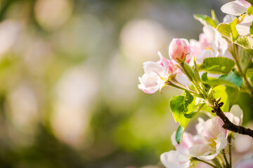 Beautiful blossoming tree in springtime close up photo.