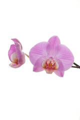 Fototapeta na wymiar Orchidées roses de face et de profil sur fond blanc lumineux