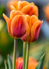 Tulpen 