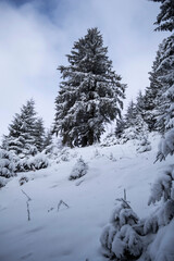 Grecului valley. Winter landscape between Azuga and Grecului valley towards Diham chalet. Road marked with a yellow triangle. Romania.