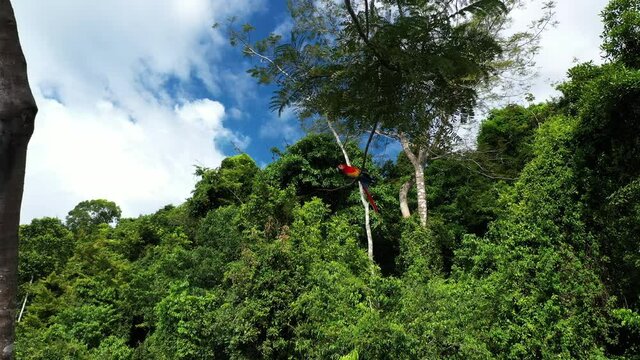 Curious scarlet macaw Ara macao perched on a branch flying away aerial shot Cost Rica