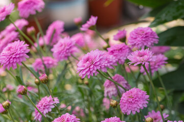 Asteraceae Chrysanthemum flowers wood outdoor blooming pink，Argyranthrmum frutescens