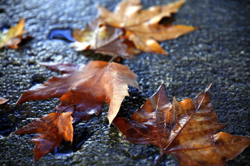 Selective focus on set of dry leaves, turned upside down and wet from rain, on textured stone surface with small cavities with water