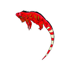 Vector Illustration of iguana, tropical lizard. Isolated exotic animal in line for printing on paper, blank for designer, coloring