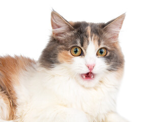 Bright fluffy funny cat isolated on the white background