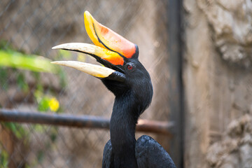 Portrait photo of a beautiful hornbill bird with big white nib and bright red eye, this is the one kind of conservation birds.
