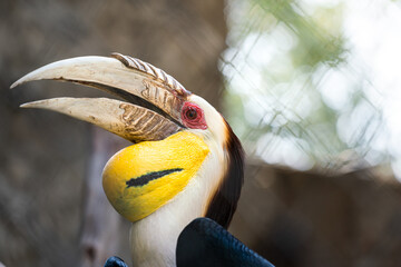 Portrait photo of a beautiful hornbill bird with big white nib and bright red eye, this is the one kind of conservation birds.
