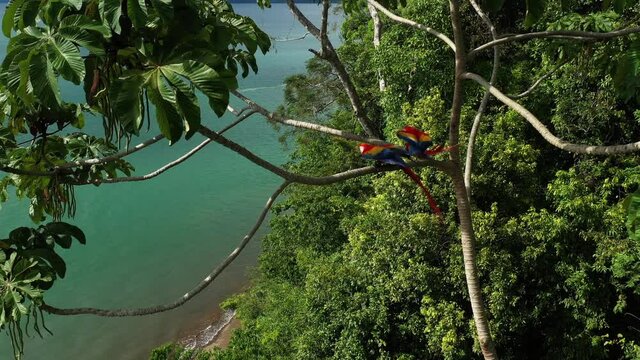Red macaws perched on a tree seaside jungle Costa Rica aerial view exotic fauna