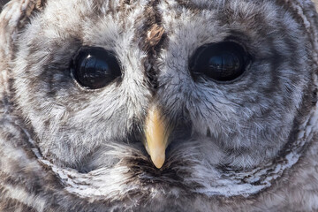 Face of a Barred Owl