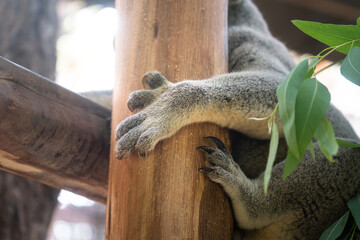 A koala bear is hanging on the tree trunk during it sleepy. Close-up and selective focus at the animal 's claw. © Nattawit