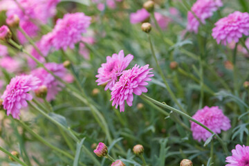 Asteraceae Chrysanthemum flowers wood outdoor blooming pink，Argyranthrmum frutescens