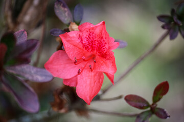 Red Flower Closeup