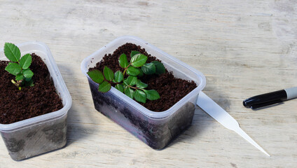 cuttings cut from rose bushes, rooting in the ground