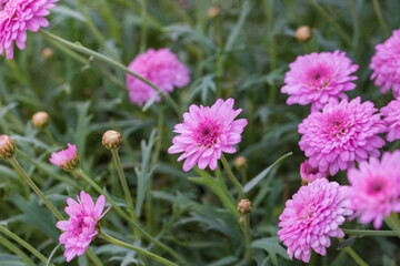 Obraz premium Asteraceae Chrysanthemum flowers wood outdoor blooming pink，Argyranthrmum frutescens
