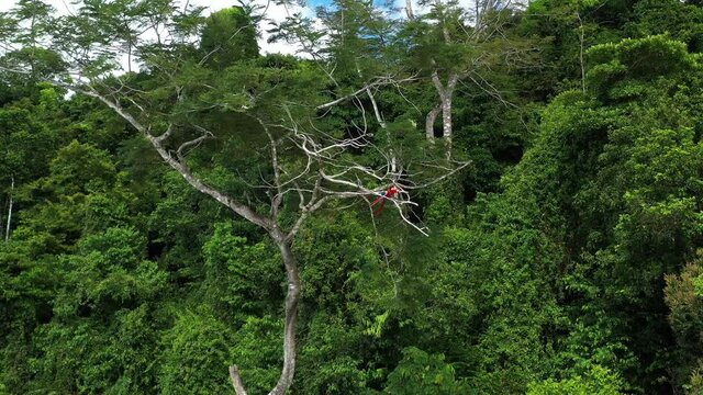 Wildlife scarlet macaws parrots flying and resting on a branch Costa Rica