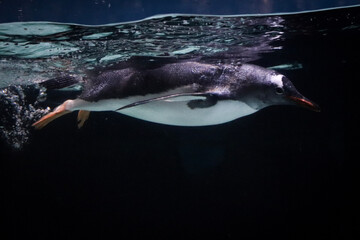 Penguin in Aquarium