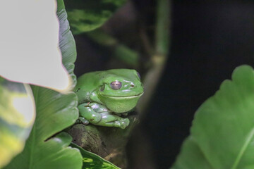 green frog on the leaf