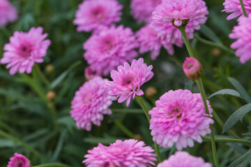 Asteraceae Chrysanthemum flowers wood outdoor blooming pink，Argyranthrmum frutescens
