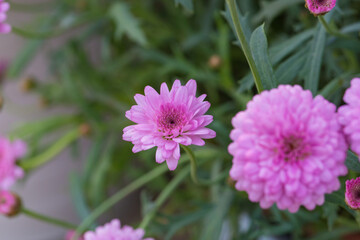 Asteraceae Chrysanthemum flowers wood outdoor blooming pink，Argyranthrmum frutescens