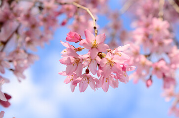 spectacular spring blooming cherry blossoms with soft blue sky background