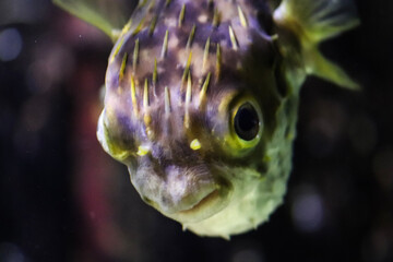 fish in aquarium © Light Reflex Visuals
